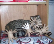 Brinquedos para Gatos (11)