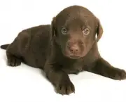 Cachorrinho Labrador (1)
