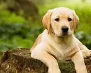 Cachorrinho Labrador (3)