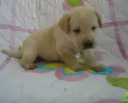 Cachorrinho Labrador (13)