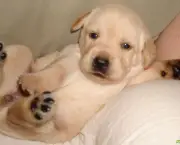 Cachorrinho Labrador (14)