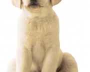 Cachorrinho Labrador (15)