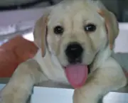 Cachorrinho Labrador (16)