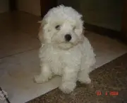 Cachorrinho Poodle (16)