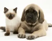 Cachorrinhos e Gatinhos (3)