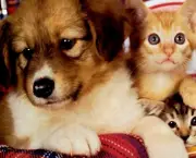 Cachorrinhos e Gatinhos (6)