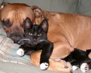 Cachorrinhos e Gatinhos (10)
