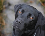 PIC FROM CATERS NEWS - (PICTURED: Ruby the labrador) - Meet the dog that can't go for walks on grass or fill up on dog food... because she's allergic to being a dog. A juicy bone, walkies and even normal dog food are out of the question for Ruby the black Labrador who has allergies to meat, milk, dust mites, some types of grass. Her owner Karen Stanfield, __, has to home cook her three-year-old pet a vegetarian diet and make sure her house is always spotless so as to not upset Ruby's delicate nose. SEE CATERS COPY.