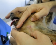 Cachorro Alérgico a Ração (7)