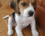 Cachorro Beagle (3)