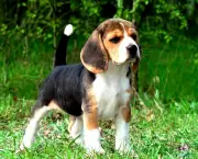 Cachorro Beagle (4)