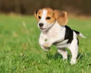 Cachorro Beagle (5)