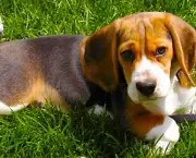 Cachorro Beagle (6)