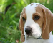 Cachorro Beagle (8)