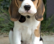 Cachorro Beagle (9)