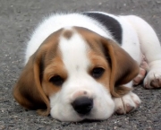Cachorro Beagle (12)