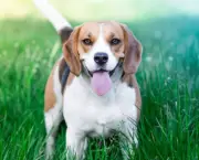 Cachorro Beagle (13)