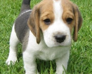 Cachorro Beagle (14)