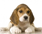 Cachorro Beagle (15)