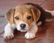 Cachorro Beagle (16)