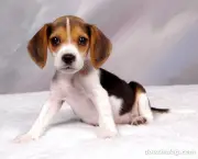 Cachorro Beagle (17)