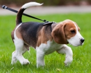 Cachorro Beagle (18)