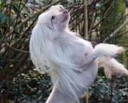 Cachorro Cristado Chinês (6)