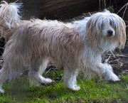 Cachorro Cristado Chinês (8)