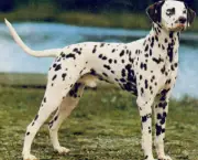 Cachorro Dálmata (2)