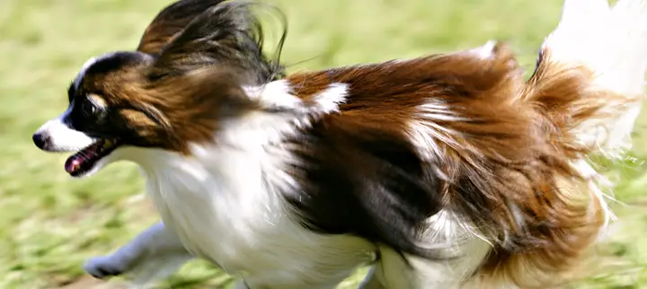 Cachorro Papillon - Filhote e Venda  Animais - Cultura Mix