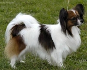 cachorro-papillon-11