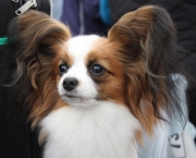 cachorro-papillon-2