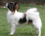 cachorro-papillon-4