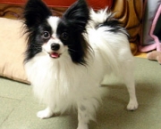 cachorro-papillon-5