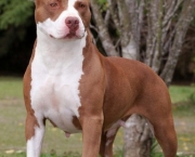 Cachorro Pitbull (1)