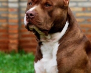 Cachorro Pitbull (3)