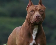 Cachorro Pitbull (6)