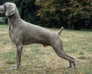 Cachorro Weimaraner (5)