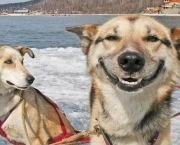 Fotos de cachorros engraçados 12