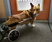 Cadeira de Rodas para Cães (1)