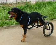 Cadeira de Rodas para Cães (3)