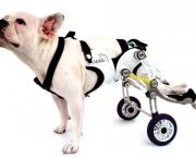 Cadeira de Rodas para Cães (4)