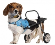 Cadeira de Rodas para Cães (5)
