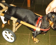 Cadeira de Rodas para Cães (7)