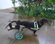 Cadeira de Rodas para Cães (9)