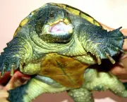 Tartaruga-mordedora-na-verdade-cágado