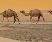 Camelo (1)