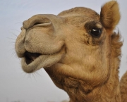 Camelo (3)