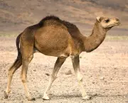 Camelo (4)