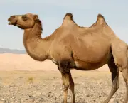 Camelo (5)